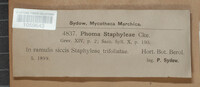 Phoma staphyleae image